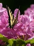 pic for Tiger Swallowtail